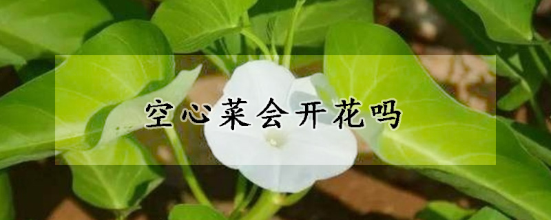 空心菜會開花嗎