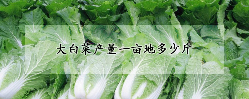 大白菜產量一畝地多少斤