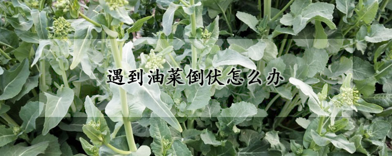 遇到油菜倒伏怎麼辦