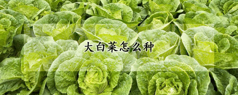 大白菜怎麼種