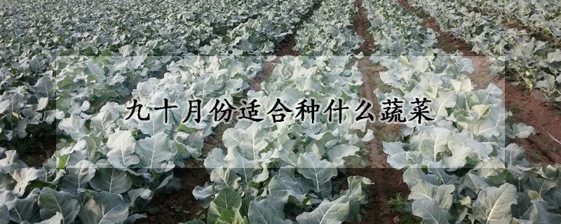 九十月份適合種什麼蔬菜