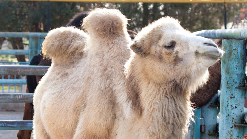 沙漠之舟是什麼動物