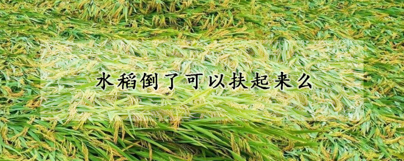 水稻倒了可以扶起來麼