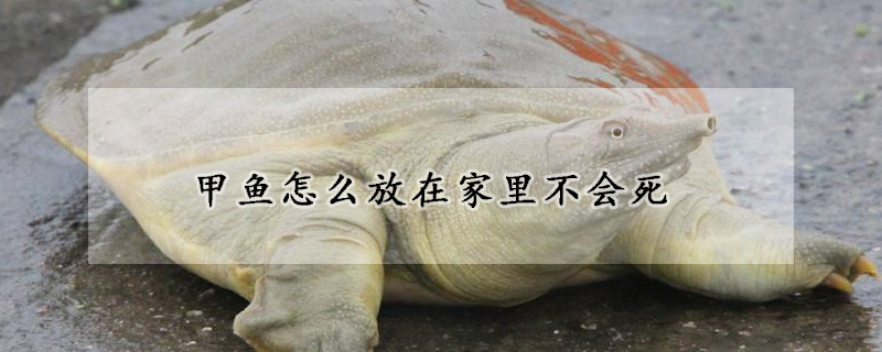 甲魚怎麼放在家裏不會死