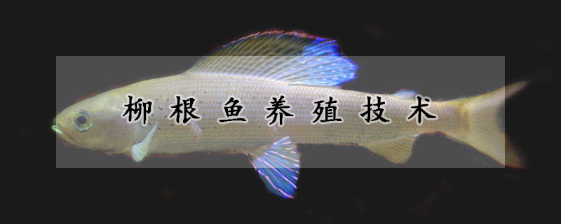 柳根魚養殖技術