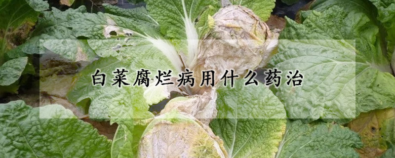 白菜腐爛病用什麼藥治