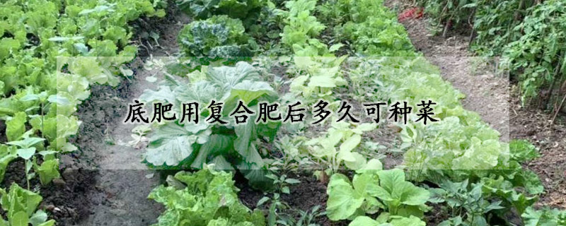 底肥用複合肥後多久可種菜