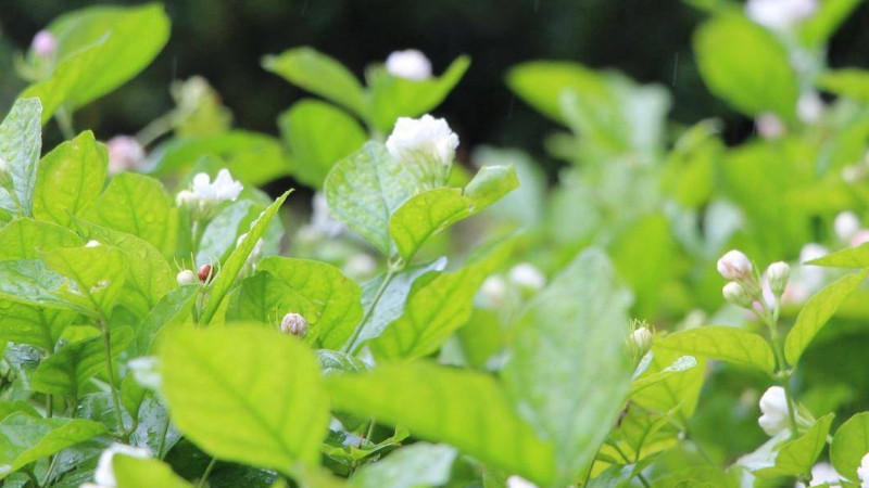 茉莉花什麼時候修剪