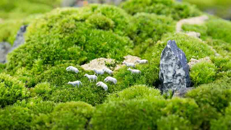 苔蘚植物長不高是因為什麼