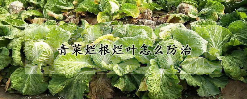 青菜爛根爛葉怎麼防治