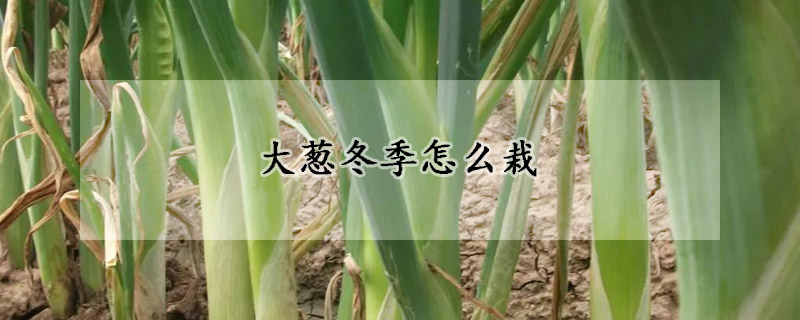 大蔥冬季怎麼栽