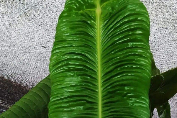 火鶴王花燭怎麼養 國王綠植養殖方法