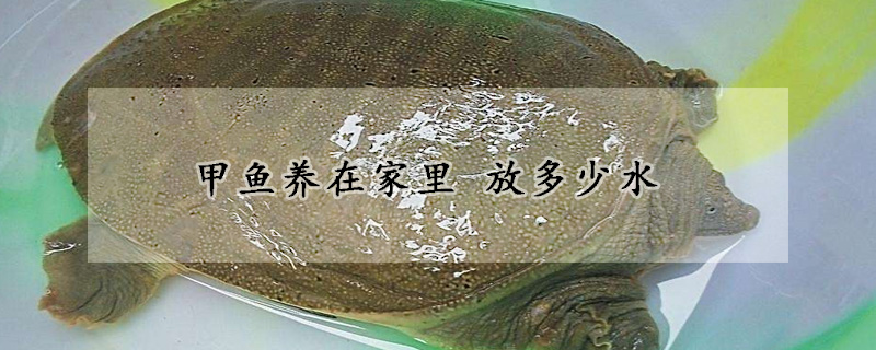 甲魚養在家裏 放多少水