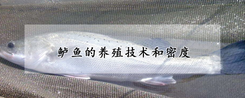 鱸魚的養殖技術和密度