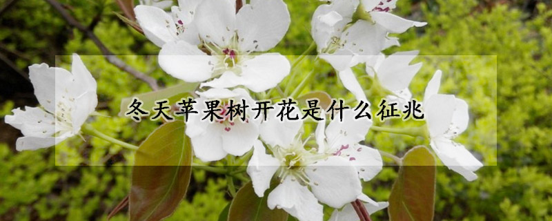 冬天蘋果樹開花是什麼征兆