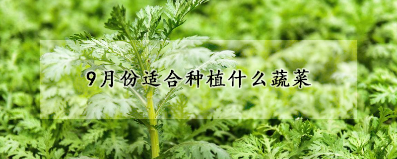 9月份適合種植什麼蔬菜