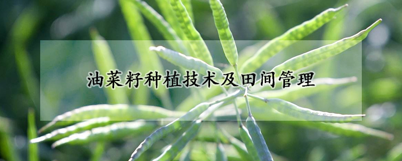 油菜籽種植技術及田間管理