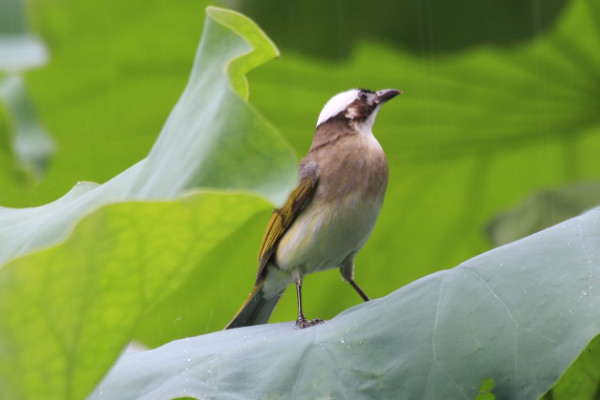 什麼鳥吃害蟲保護森林