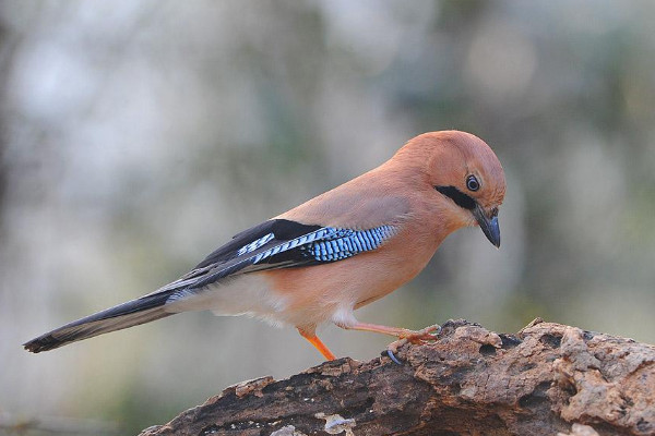 什麼鳥吃害蟲保護森林