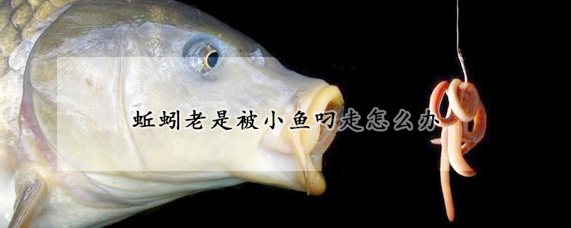 蚯蚓老是被小魚叼走怎麼辦