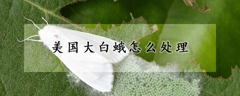 美國大白蛾怎麼處理