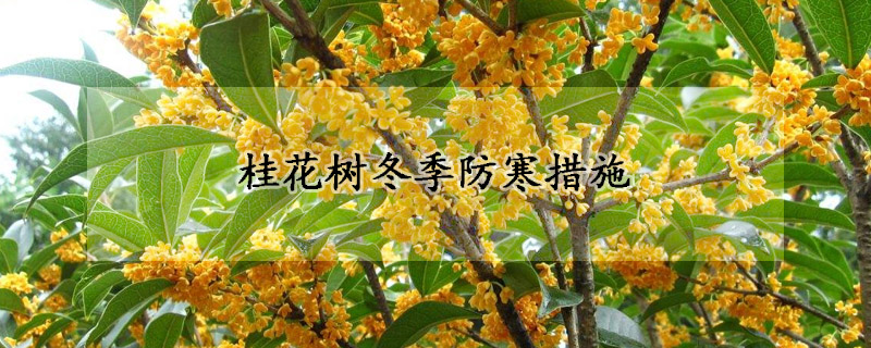 桂花樹冬季防寒措施