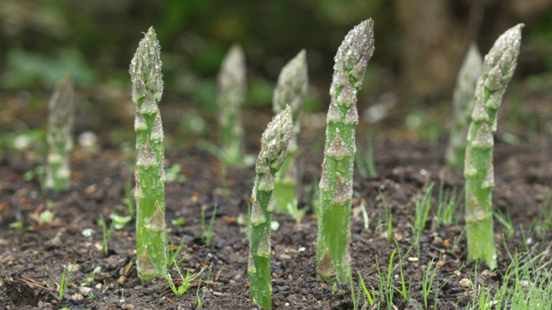 蘆筍種子怎麼種植方法