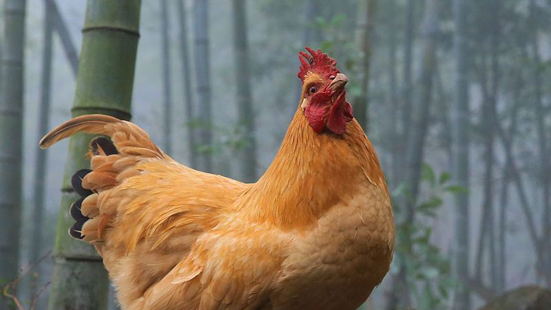 怕水的動物是什麼動物