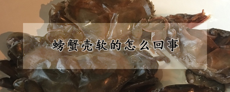 螃蟹殼軟的怎麼回事