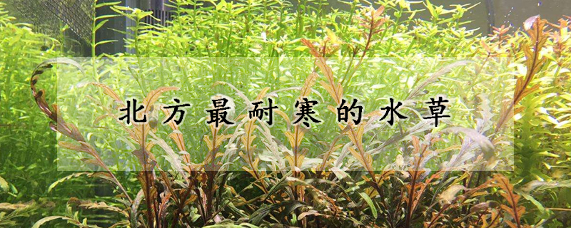 北方最耐寒的水草