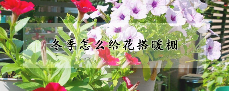 冬季怎麼給花搭暖棚