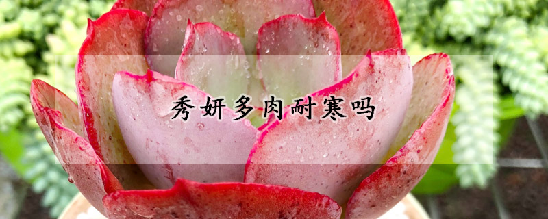 秀妍多肉耐寒嗎