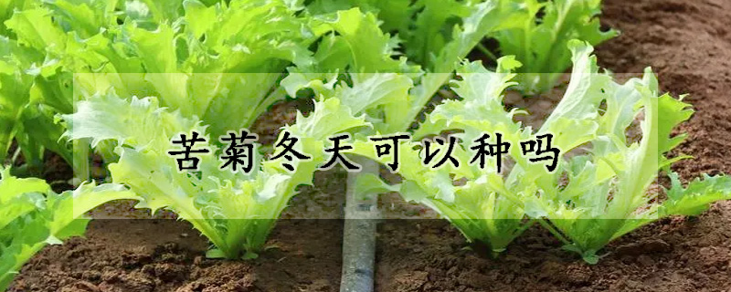 苦菊冬天可以種嗎