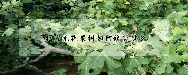 北方無花果樹如何修剪過冬