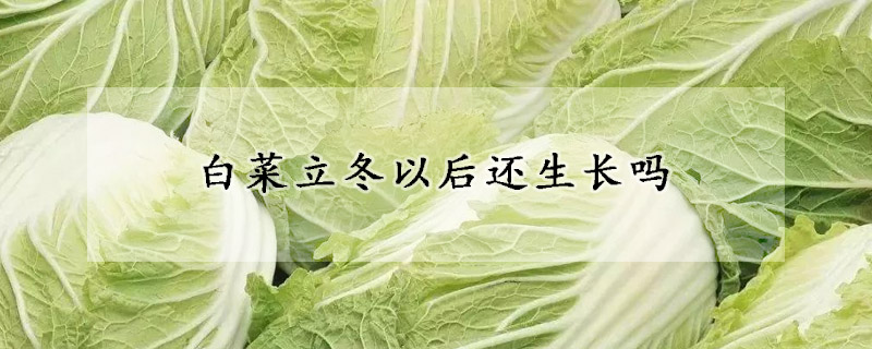 白菜立冬以後還生長嗎