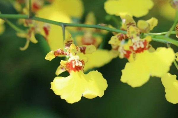 春節擺放的花 春節家裏擺什麼花喜慶