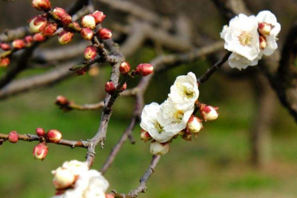 春節擺放的花 春節家裏擺什麼花喜慶