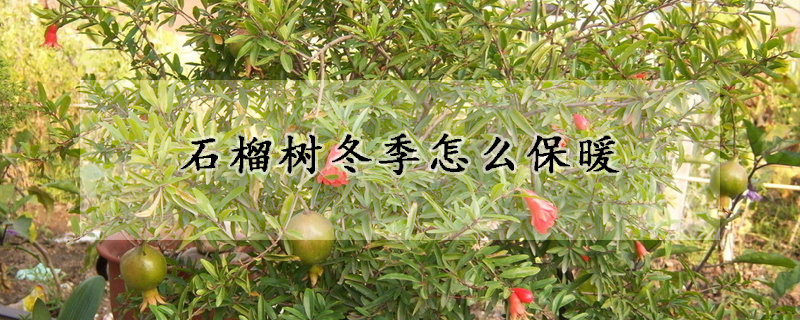 石榴樹冬季怎麼保暖