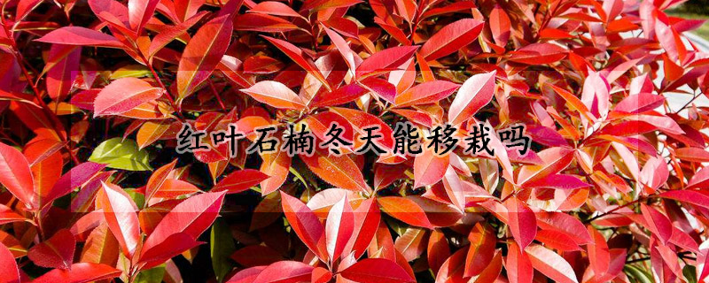 紅葉石楠冬天能移栽嗎