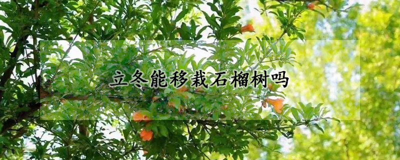 立冬能移栽石榴樹嗎