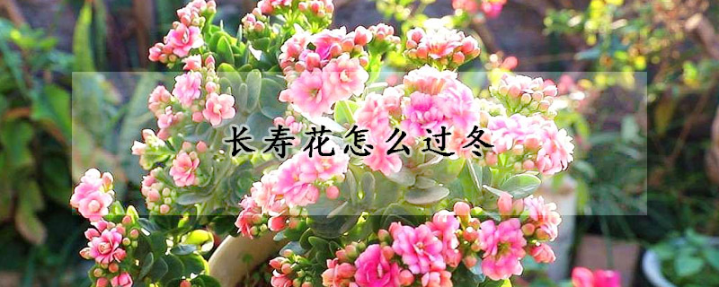 長壽花怎麼過冬