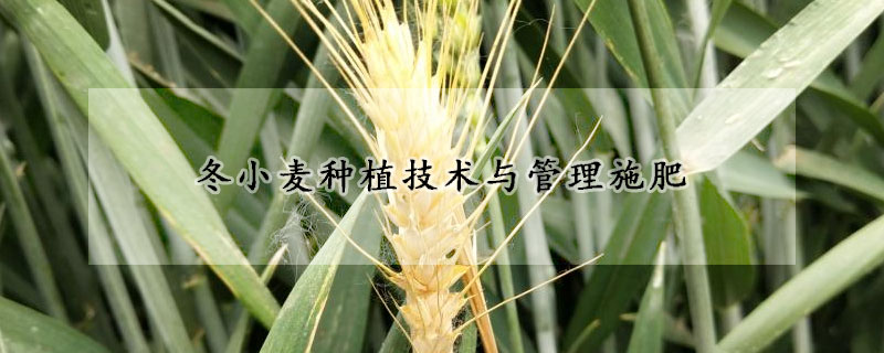 冬小麥種植技術與管理施肥