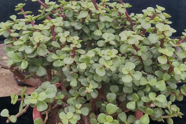 室內養什麼花最好 室內養什麼植物最好