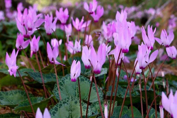 室內養什麼花最好 室內養什麼植物最好