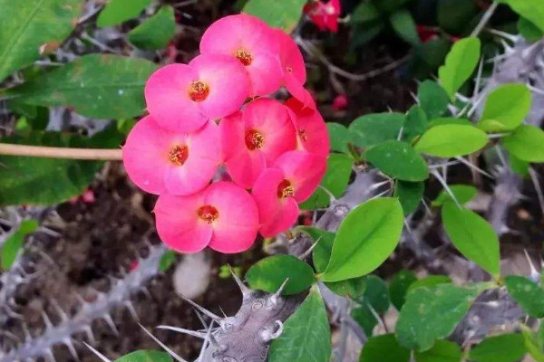 室內養什麼花最好 室內養什麼植物最好