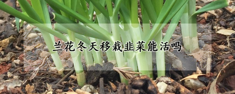 冬天移栽韭菜能活嗎