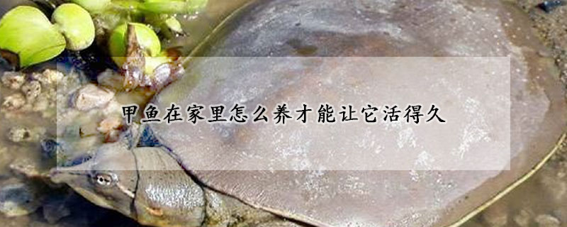 甲魚在家裏怎麼養才能讓它活得久