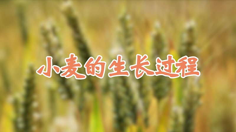 小麥的生長過程