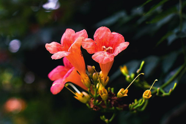 院子裏種淩霄花吉利嗎 家裏種淩霄花禁忌