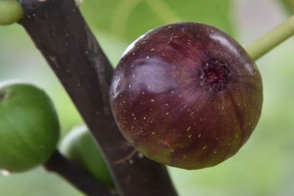 家種無花果為什麼不吉利 家裏為什麼不能種無花果